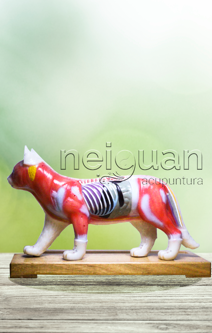 Neiguan Material de Acupuntura; Material para acupuntura; material de acupuntura, Acupuntura; Neiguan
