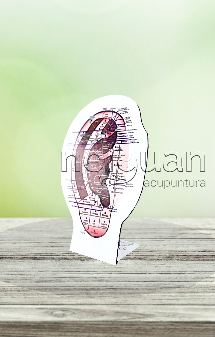 modelo anatómico; auriculoterapia; oreja; acupuntura; neiguan acupuntura